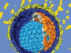 Wiesn Wissen: Herpes-Virus
