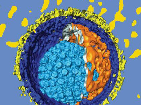 Herpes-Virus Herpes-Virus