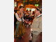 Event in Wiesn 2009 - Tag 1 location Wiesn 2009 - Tag 1