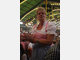 Event in Wiesn 2009 - Tag 1 location Wies'n 2009 - Tag 1