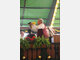 Event in Wiesn 2009 - 1. Sonntag location Wies'n 2009 - Tag 2