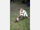 Wiesn Bierleichen Bilder