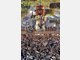 Oktoberfest Wiesn 2011
