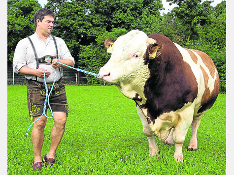 &bdquo;Der Stier muss vorher noch zum Friseur&ldquo;: Thomas Gruber und &bdquo;Merseburg&ldquo; in Grub. Foto: Dziemballa